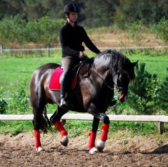 welsh cob Valhallas Maggie May web2.jpg