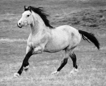 Welsh Cob Valhallas Victor Llwyd okt 2010 web1