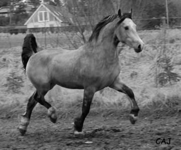 welsh cob valhallas victor llwyd 050410 CAJ web1