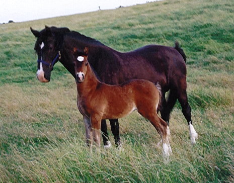 Valhalla's Maggie May juni 2002
