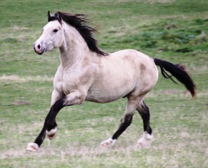 Welsh Cob Valhallas Victor Llwyd okt 2010 web1