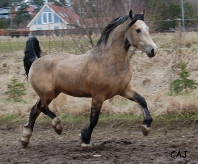 welsh cob valhallas victor llwyd 050410 CAJ web1