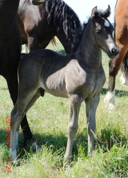 Welsh Cob Valhallas Macchiato web2.JPG
