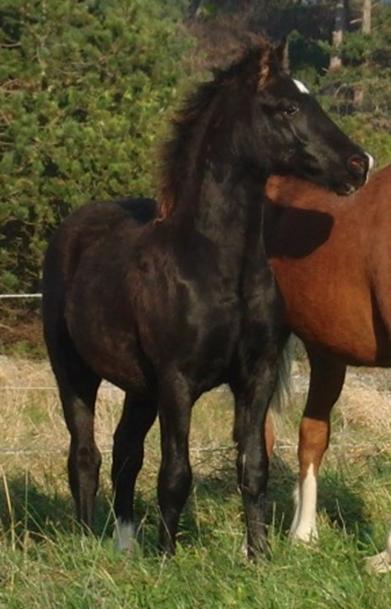 welsh cob Valhallas Macchiato web1