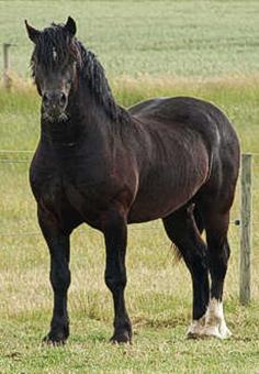 http://www.ringsidecobs.com/uploads/images/inhand/stallions/rthomas3.jpg