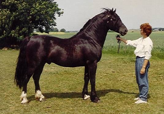 Calerux Black Prince