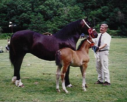 Valhalla's Emma - Overall Supreme Champion Cwmdu 2002
